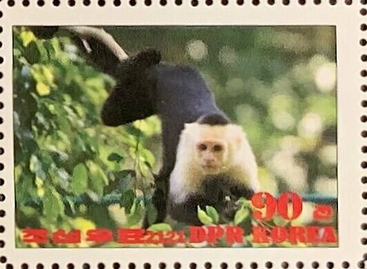 Colombian white-faced capuchin