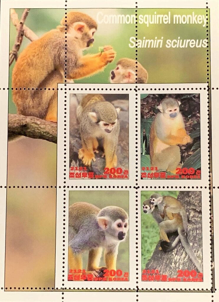 Common squirrel monkey