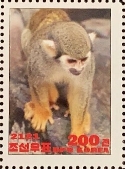 Common squirrel monkey
