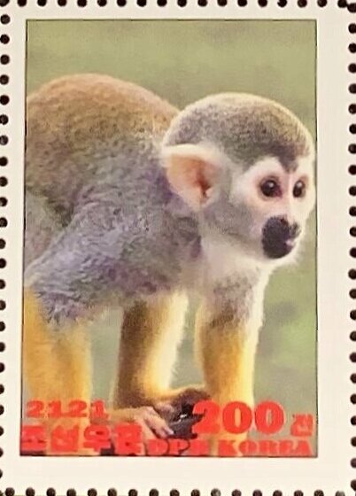 Common squirrel monkey