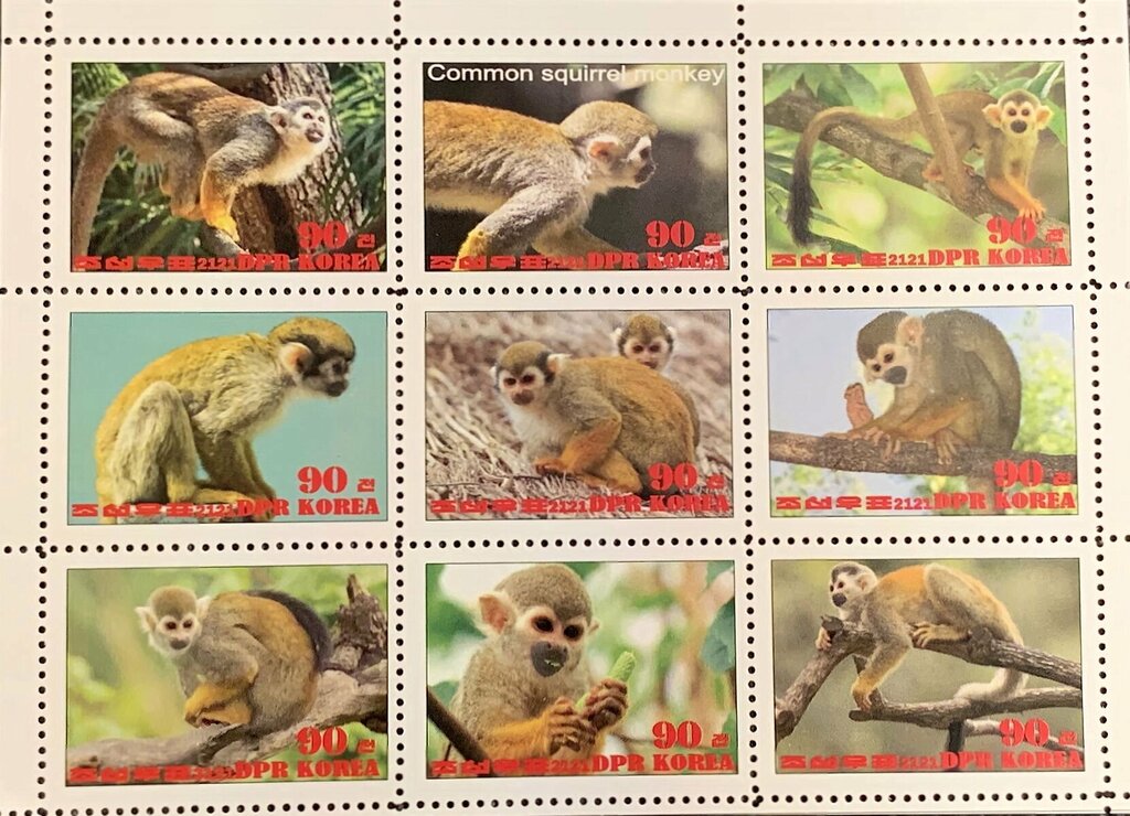 Common squirrel monkey