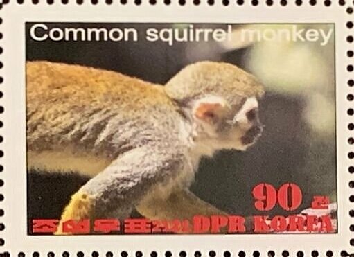Common squirrel monkey