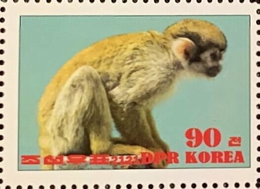 Common squirrel monkey