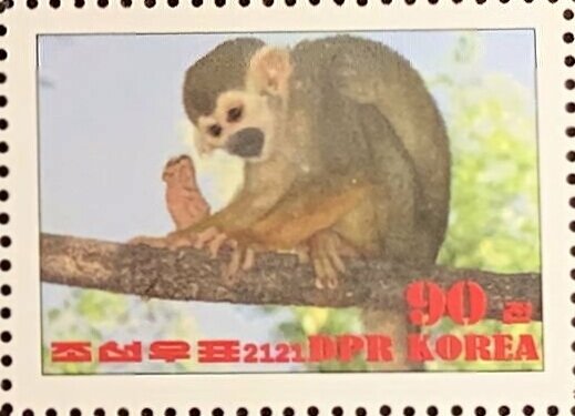Common squirrel monkey
