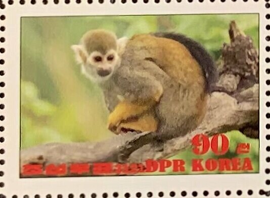 Common squirrel monkey