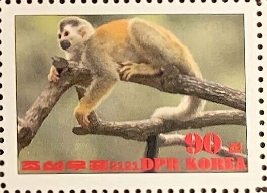 Common squirrel monkey