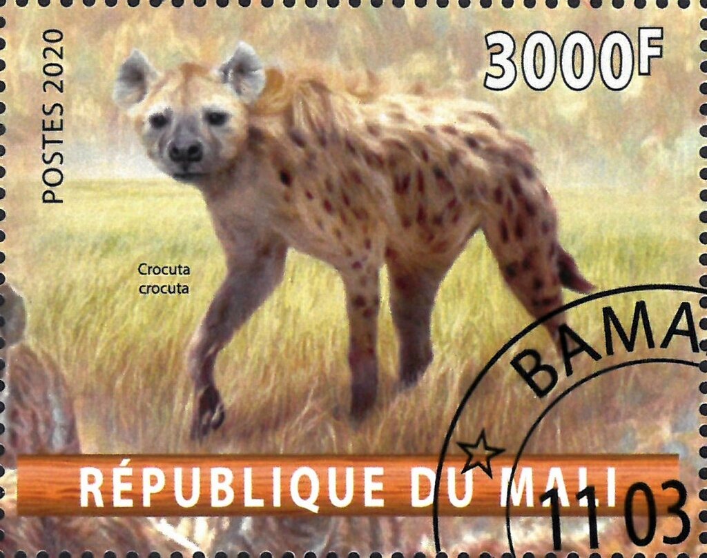Crocuta crocuta