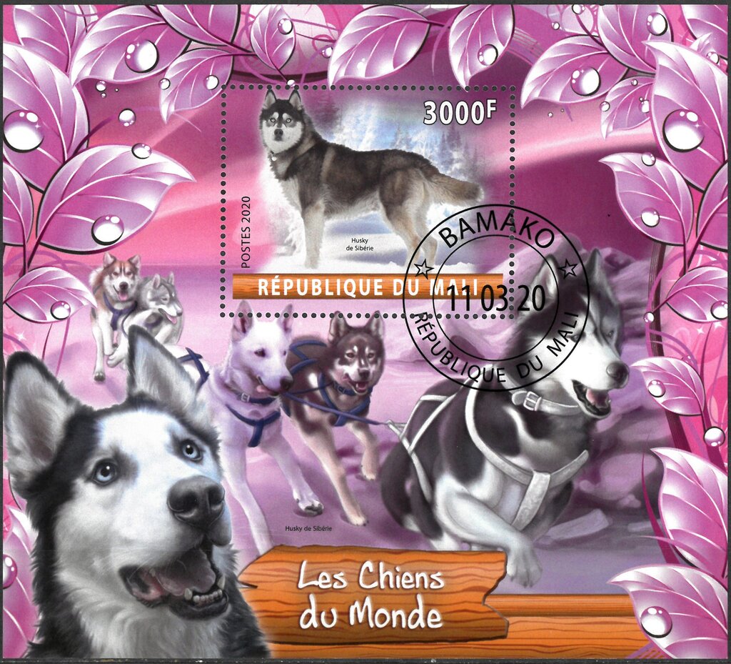 Dogs