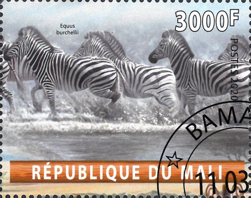 Equus burchelli