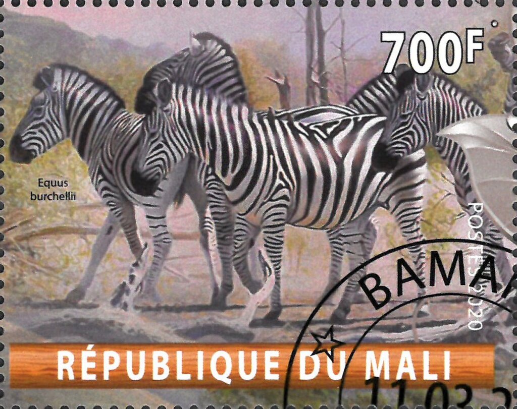 Equus burchelli