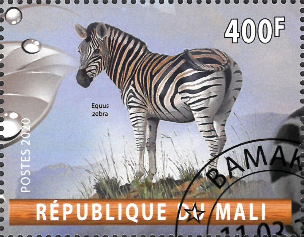 Equus Zebra