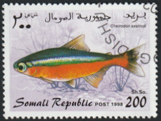 Fish