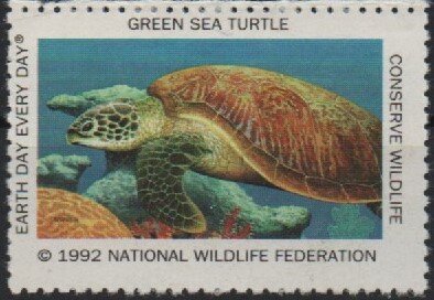 Green Sea Turtle
