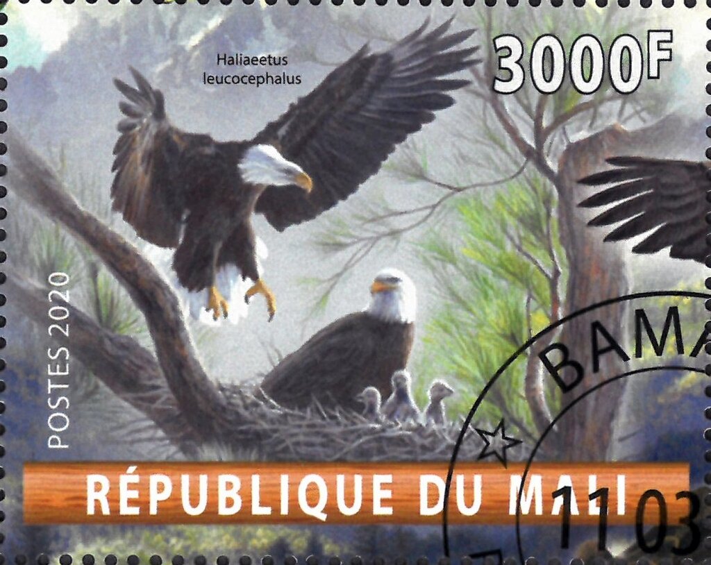 Haliaeetus leucocephalus