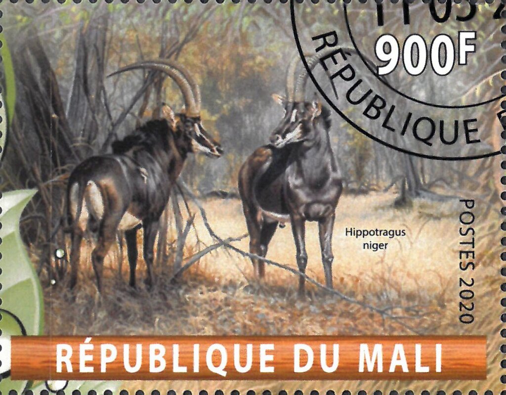 Hippotragus niger