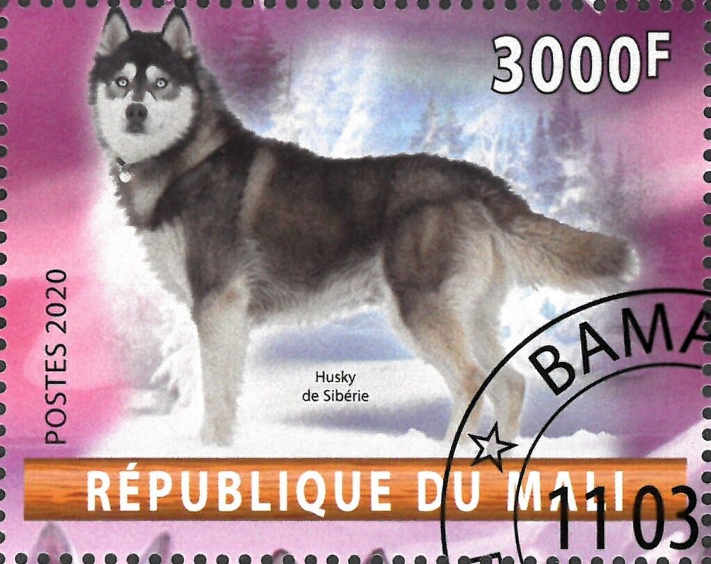 Husky de Siberie