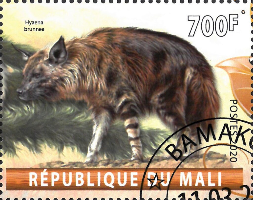 Hyaena brunnea