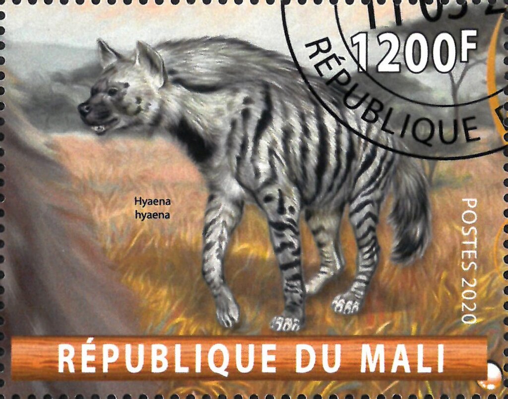 Hyaena hyaena
