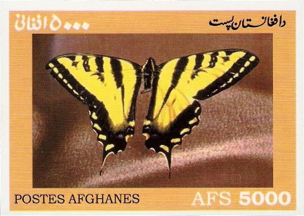 Iphiclides sp.
