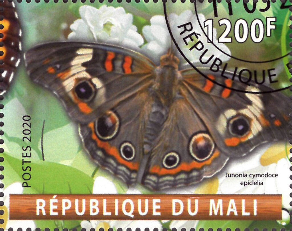 Jononia cymodoce epiclelia