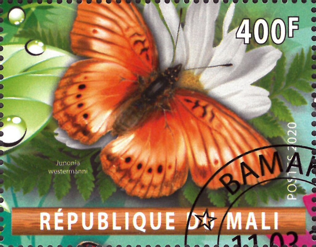 Junonia westermanni