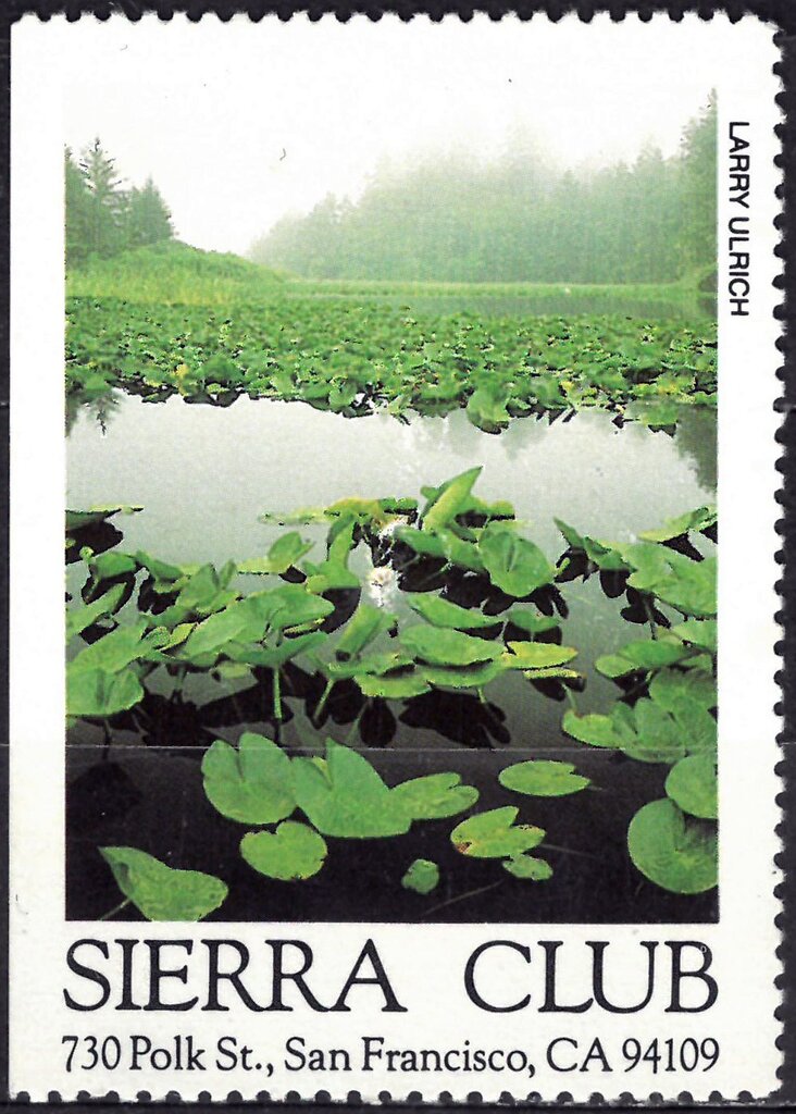 Lake overgrown with lilies in the forest