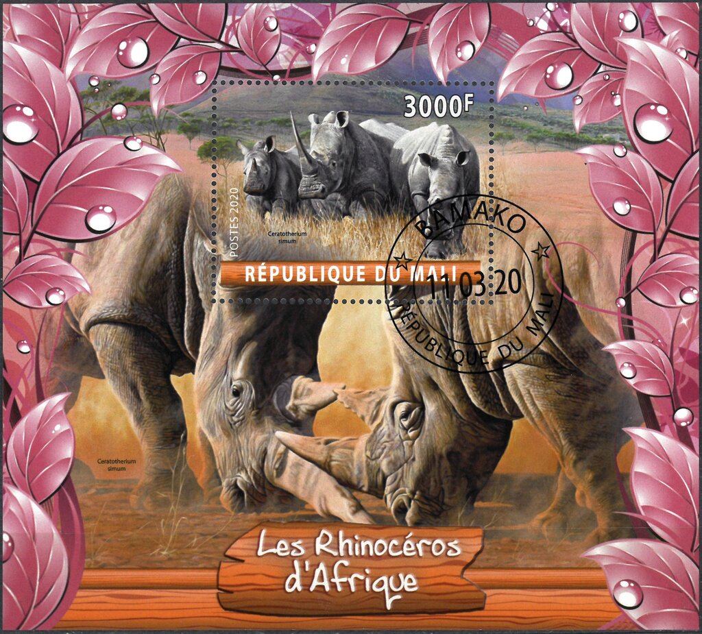 Les Rhinoceros d'Afrique
