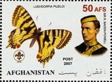Luechdorfia puziloi