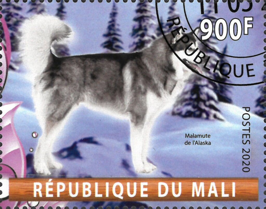 Malamute de l'Alaska