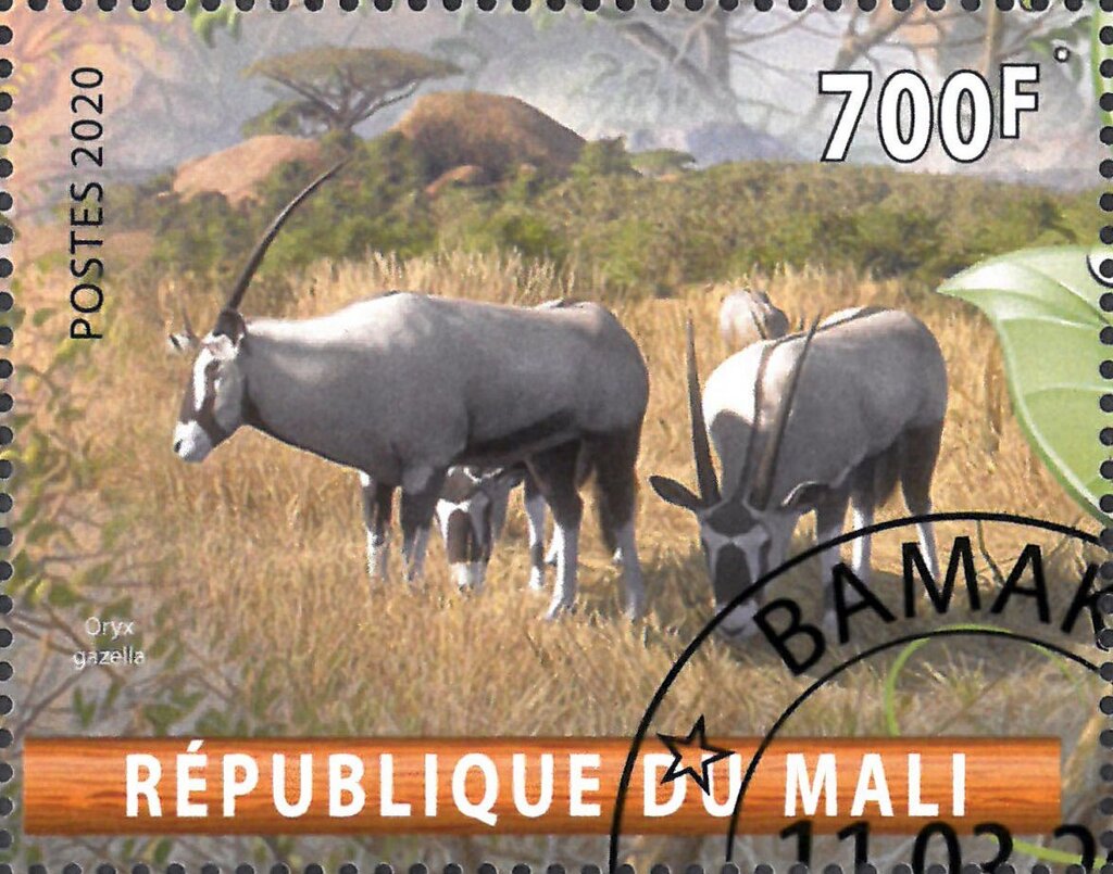 Oryx gazella