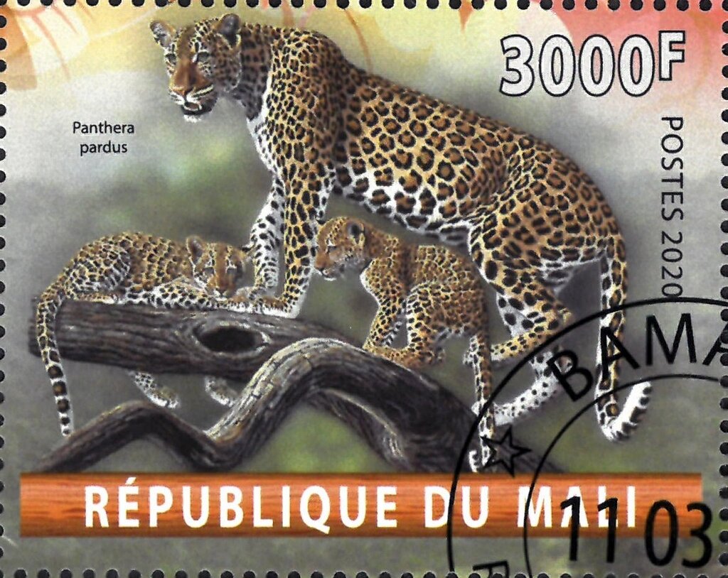 Panthera pardus