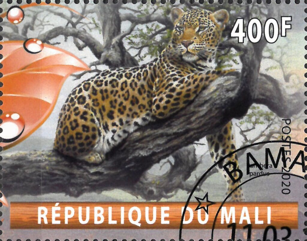 Panthera pardus