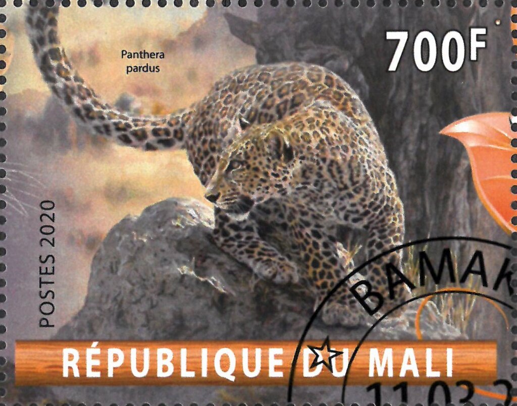 Panthera pardus