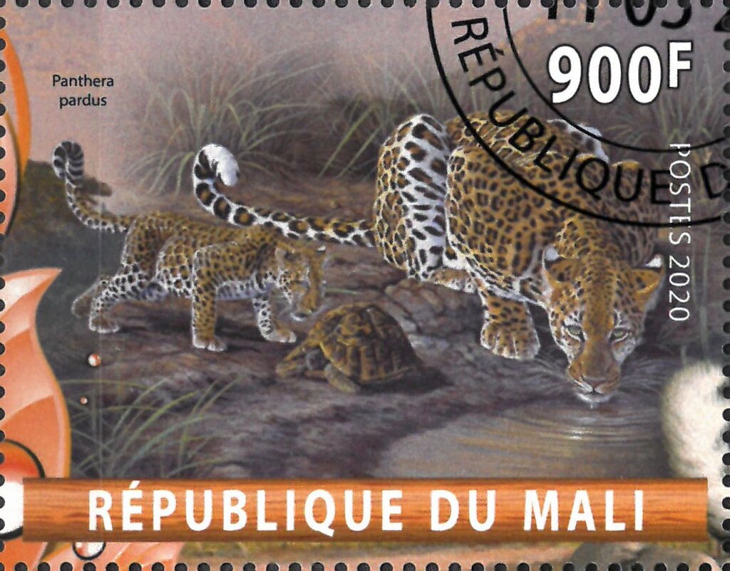 Panthera pardus