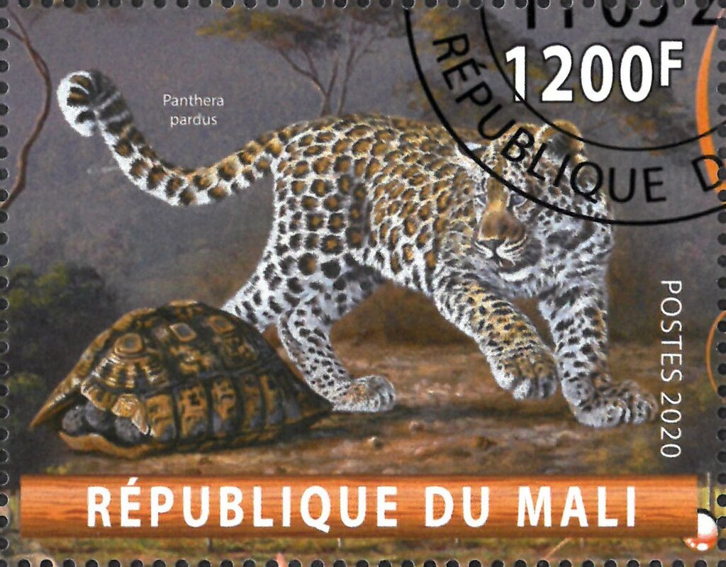 Panthera pardus