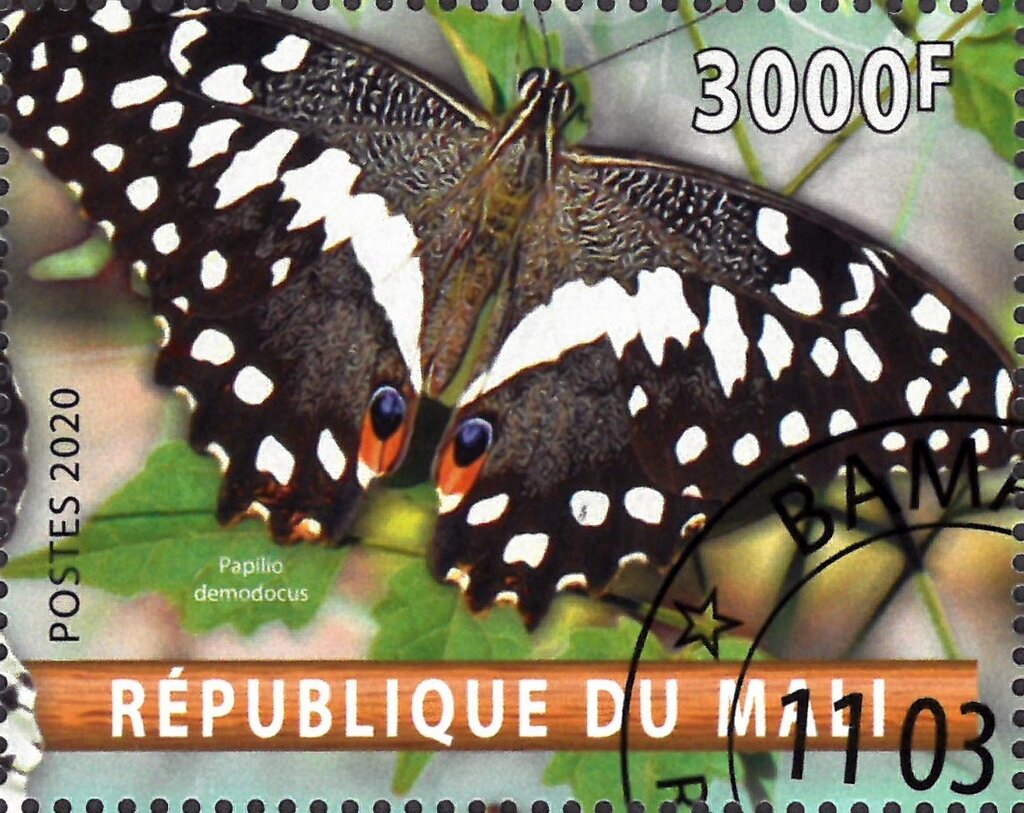 Papilio demodocus