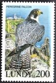 Peregrine Falcon