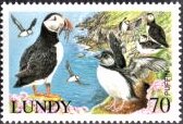 Puffin