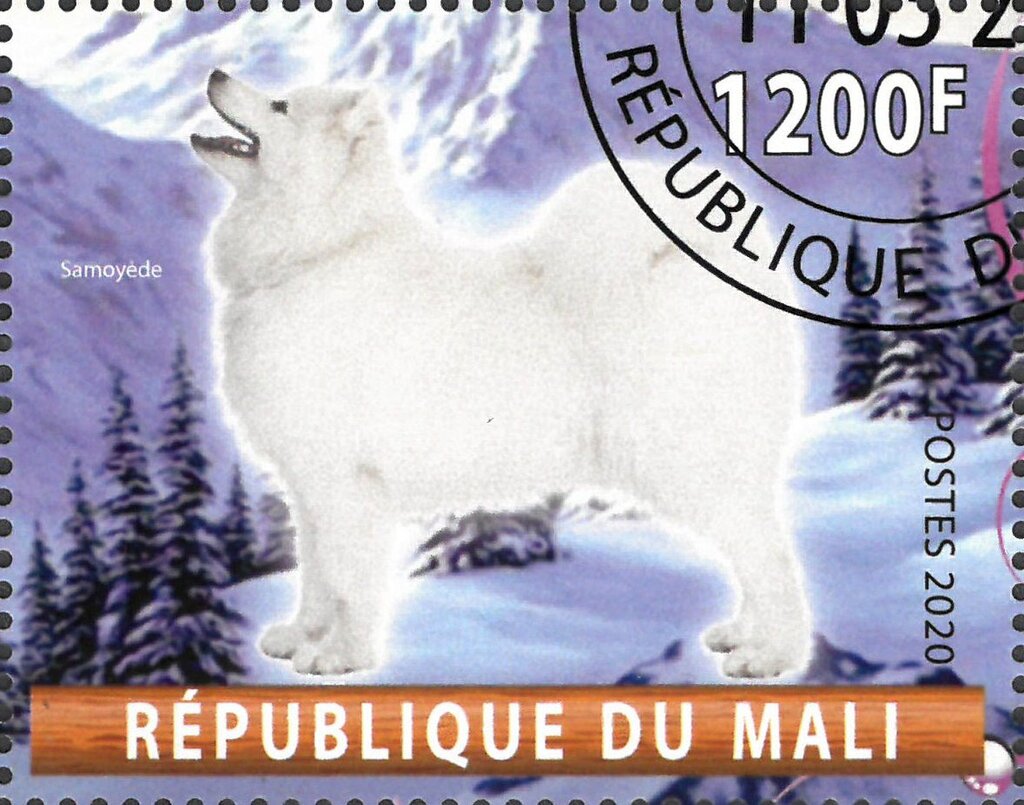 Samoyede