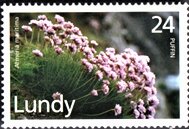 Sea thrift. Armeria Martima