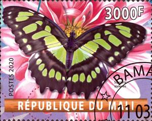 Stamp, Siproeta stelenes, Cinderellas,  , Animals (Fauna), Butterflies, Insects