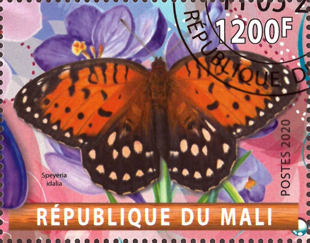 Speyeria idalia