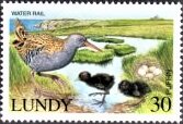Water Rail