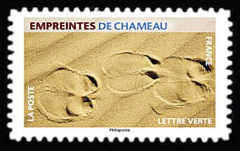 Footprint of Camel