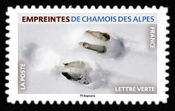 Footprint of Chamois Antelope
