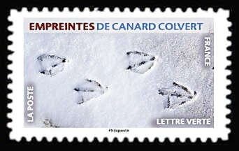 Footprint of Mallard Duck