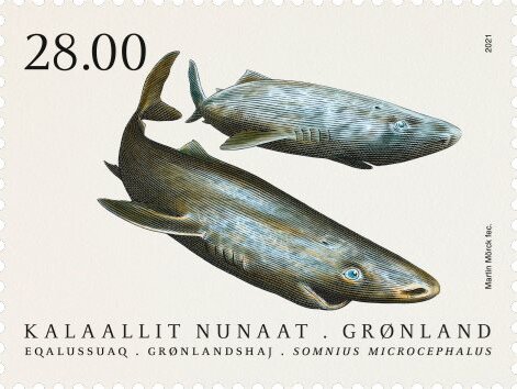 Greenland Shark (Somniosus microcephalus)