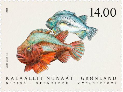 Lumpfish (Cyclopteridae)