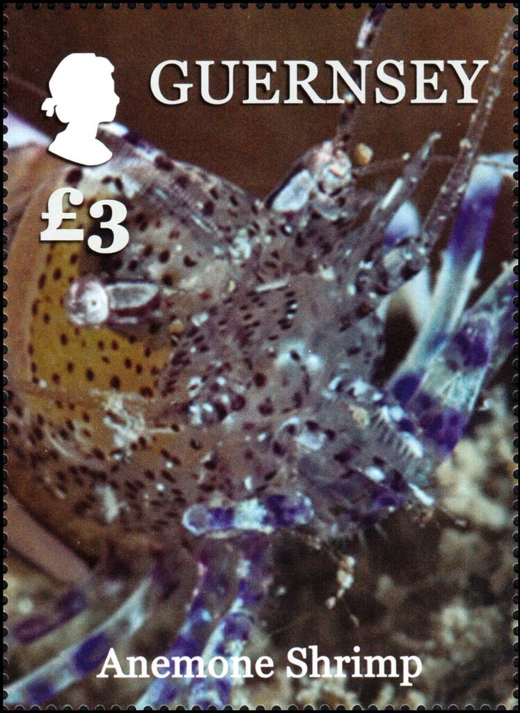 Anemone Shrimp (Periclimenes sp.)