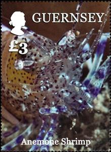 Stamp, Anemone Shrimp (Periclimenes sp.), Guernsey,  